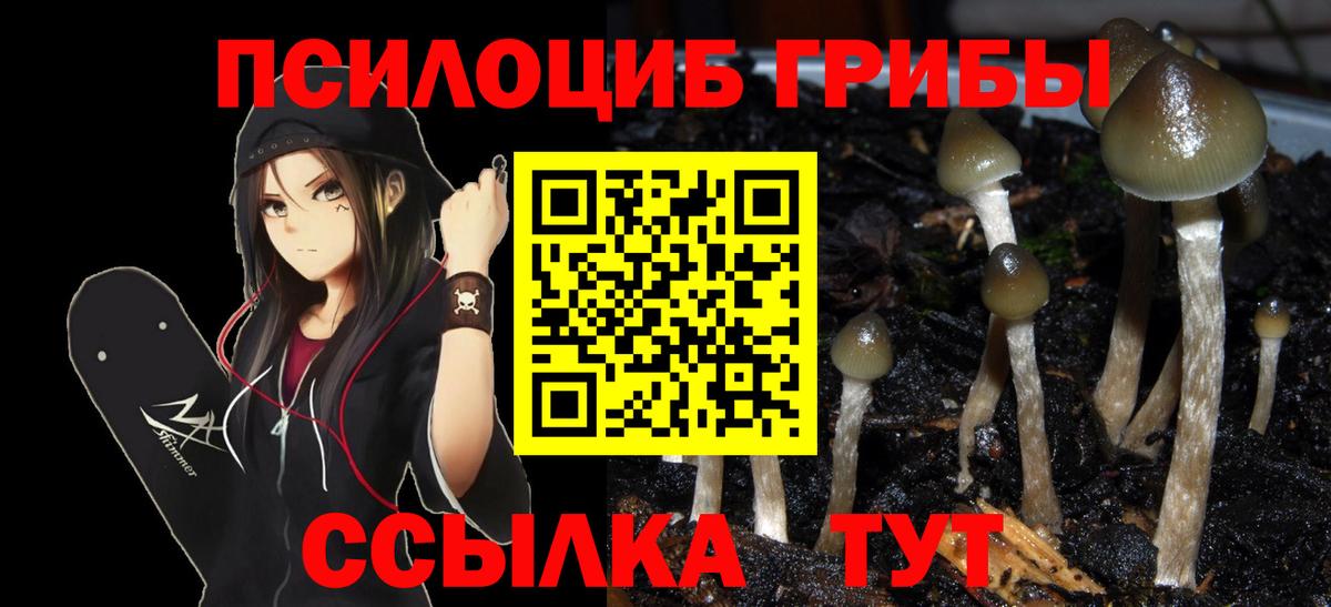 Псилоцибиновые грибы Psilocybine cubensis Сертолово